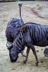 &Ntilde;u y avestruz, zoo de Barcelona
