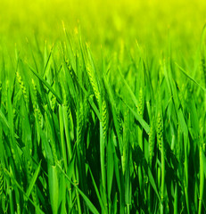 green wheat field close up
