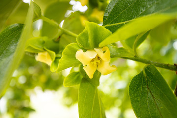 Yellow buds in spring of persimmon tree