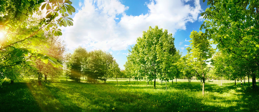 Beautiful bright colorful summer spring landscape with trees in Park, juicy fresh green grass on lawn and sunlight against  blue sky with clouds. Wide format. - Powered by Adobe