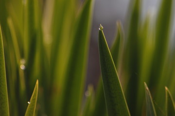 Background with close up green grass in summer - golden hour