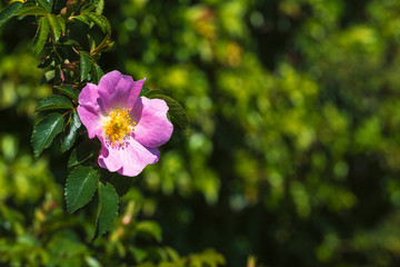 Nahaufnahme einer blühenden Wildrose