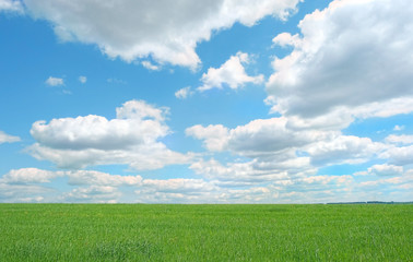 Obraz premium nature background with green grass field and blue sky. summer rustic landscape
