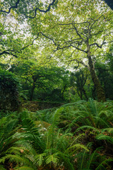 Lush and verdant ferns and trees at the natural parkland at the Pena Park surrounding the Pena Palace (Palacio Nacional da Pena) in Sintra, Portugal.
