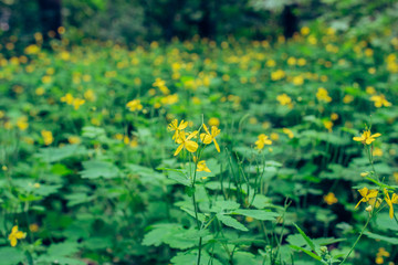 
Forest glade with yellow celandine