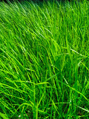 Reeds green grass background natural texture 