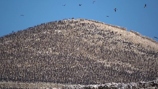 Incredible scene of thousands of seabirds nesting in coastal habitat, Peru, slow