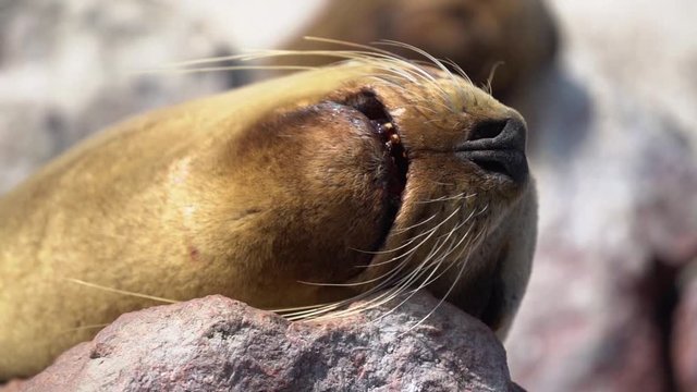 Close up of fur seal on rocks showing its teeth, opening its mouth, slow motion