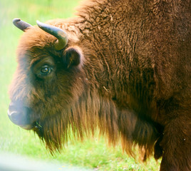 Horned Bison in Belovezhskaya Pushcha