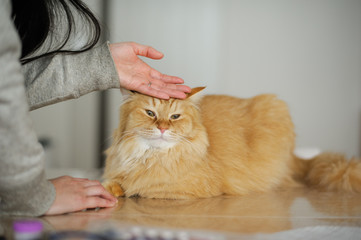 撫でられて気持ちいい猫（マンチカン）