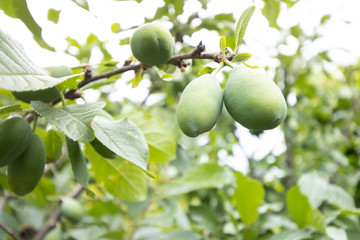 Biological tree with unripe green plums