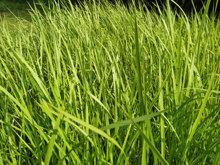 Reeds green grass background natural texture 
