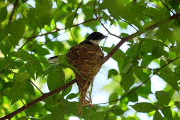 Pied fantail building a nest on a branch and hatch the eggs in the nest.