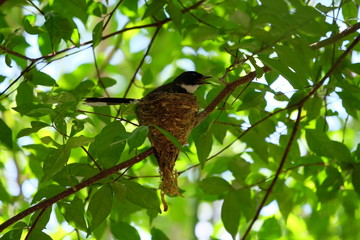 Pied fantail building a nest on a branch and hatch the eggs in the nest.