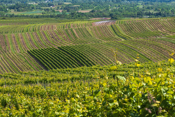 Blick auf Weinberge in der Nähe von Bingen am Rhein/Deutschland