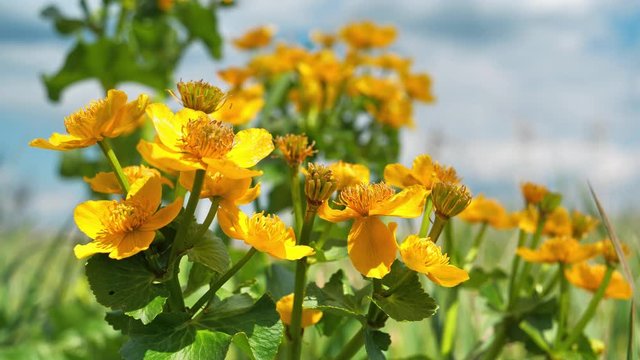 Yellow flower of Caltha palustris or soldiers button, also known as drunkards, kingcup or palsy-wort 