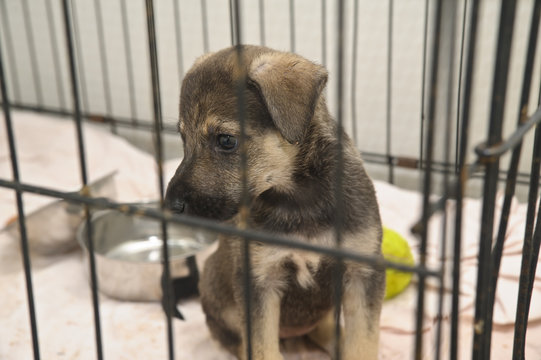 puppy in a cage in an animal shelter