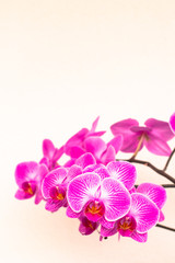 Naklejka na ściany i meble Beautiful colored Phalaenopsis orchid flowers.
