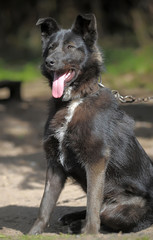 black and white dog on a chain