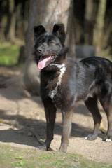 black and white dog on a chain