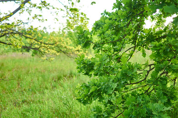 Oak branches with green leaves.