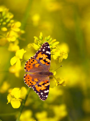 Painted Lady - vanessa cardui -butterfly on yellow flower