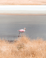 Pink Flamingo Ostrich Bird in Lake. Flamingos walking and feeding in water. Natural wildlife shot in Uyuni Salt Flats, Bolivia. Animal, lagoon & mountain landscape background. Wild animal in nature.