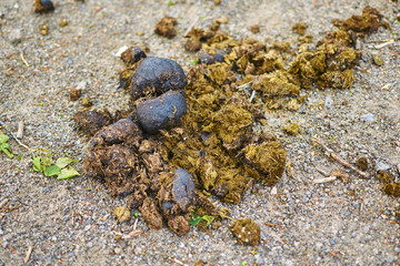 Horse manure on the road.