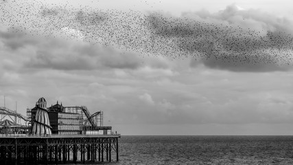 starlings at brighton palace pier