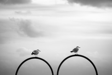 seagulls standing on boob shaped metal bar