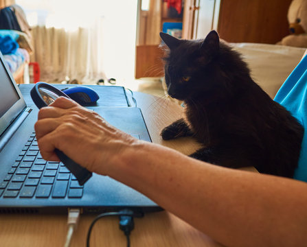 A senior woman works remotely at home using a black laptop with a black cat on her lap. She uses a magnifier to better see the image on the monitor.
