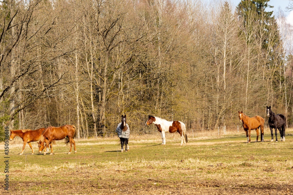 Wall mural landscape with the horses