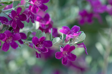 Fototapeta na wymiar violet flower on nature isolated background. In garden. Marcro image.