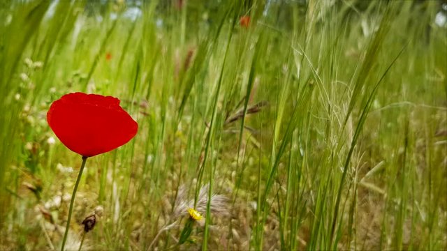 A red poppy flower moving by the wind in the fields. A spring concept background
