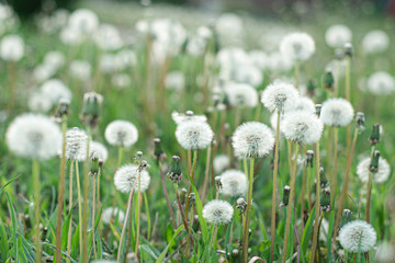 Obraz premium white dandelions in grass