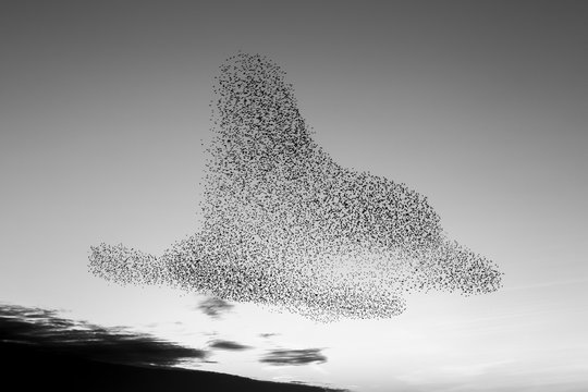 the starling murmuration in Brighton