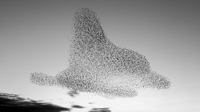 the starling murmuration in Brighton