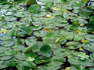 Green leaves background in water garden. Lotus buds or water lily and leaves in the pond.
