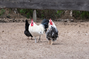 Close-up of black and white rooster crowing, looking straight in camera, selective focus. Black chicken in the background