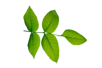 Fototapeta na wymiar Green leaf of a tree on a white background. Isolated.