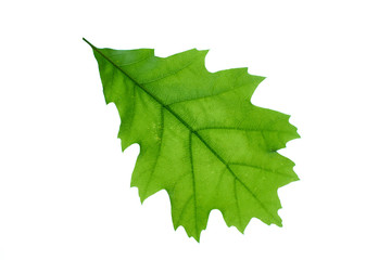 Green oak leaf on a white background. Isolated.