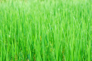 Fototapeta na wymiar Thick green grass. Can be used as background.