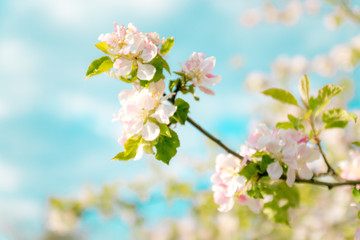 Beautiful blooming apple trees on a blue background in the spring garden, close up, selective focus