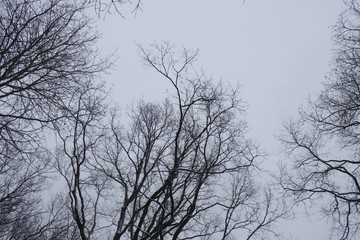 Winter scenery, snowstorm in park