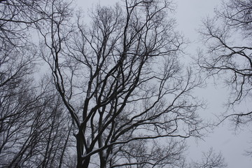 Winter scenery, snowstorm in park