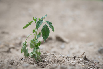A tomato plant that is wilting because it was planted too early. It has withered from cold temperatures at not. It was not properly hardened off from the green house.