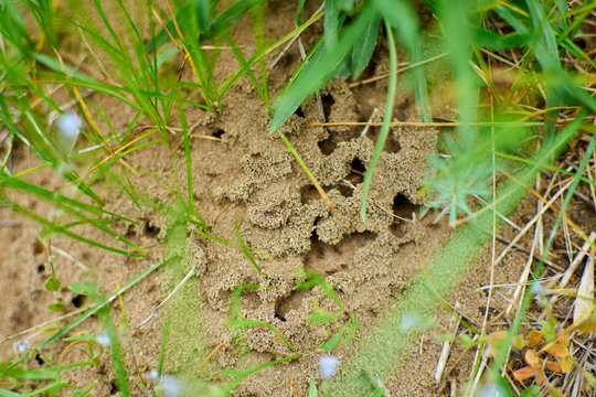 Top view of ant burrows. The home of the ants.