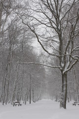 Winter scenery, snowstorm in park