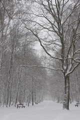 Winter scenery, snowstorm in park