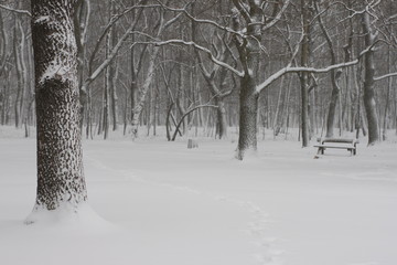 Winter scenery, snowstorm in park